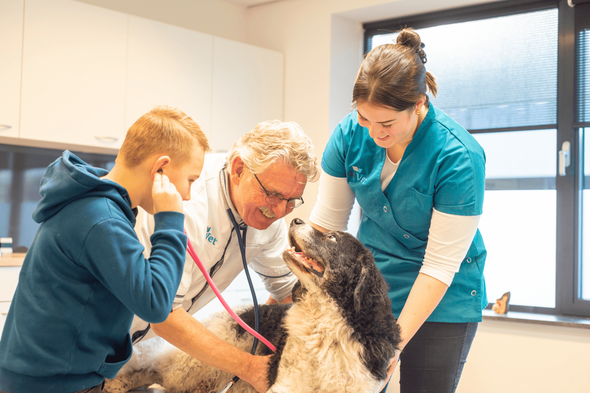 Ziekte van Cushing bij de hond | EduVet